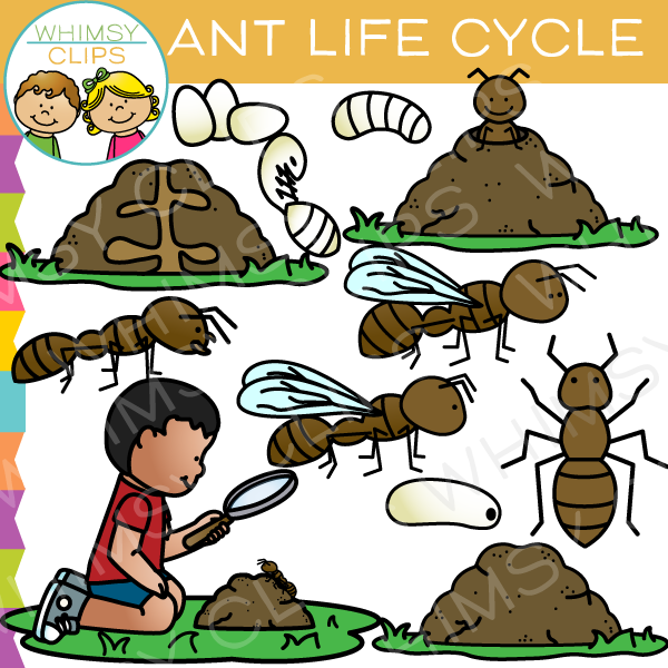 Ant Life Cycle Clip Art – Whimsy Clips
