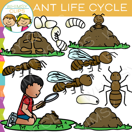 Ant Life Cycle Clip Art