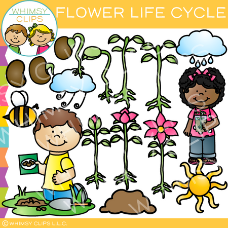 Flower Life Cycle Clip Art