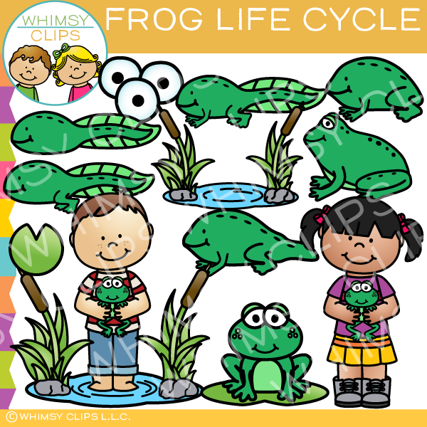 Frog Life Cycle Clip Art 
