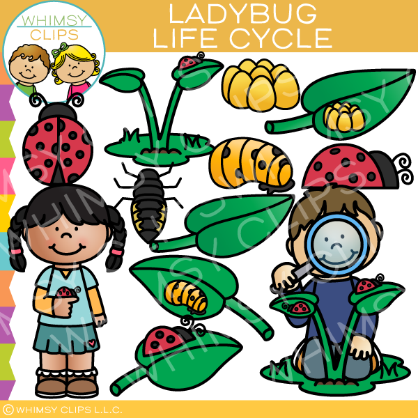 Ladybug Life Cycle Clip Art