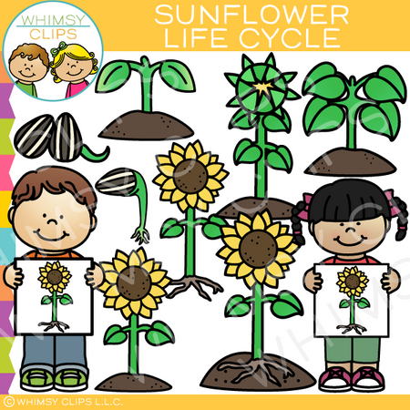 Sunflower Life Cycle Clip Art